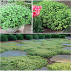 Creeping Thyme Homegrown Seeds🌱Easy to Plant and Grow Non-GMO Perennial Flower Premium Seeds🌺