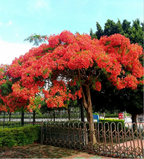 Semillas de Flamboyán