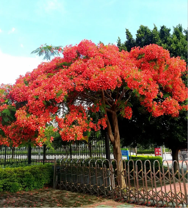 Semillas de Flamboyán