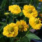 Semillas de flores de Helenium amarillo (Sneezeweed)