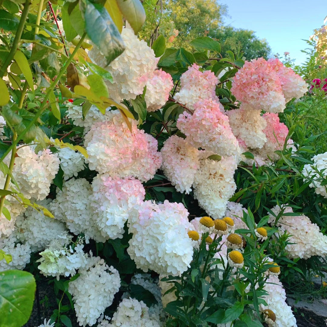 Semillas de flores de hortensia paniculata 💞 Semillas de flores para jardín en casa