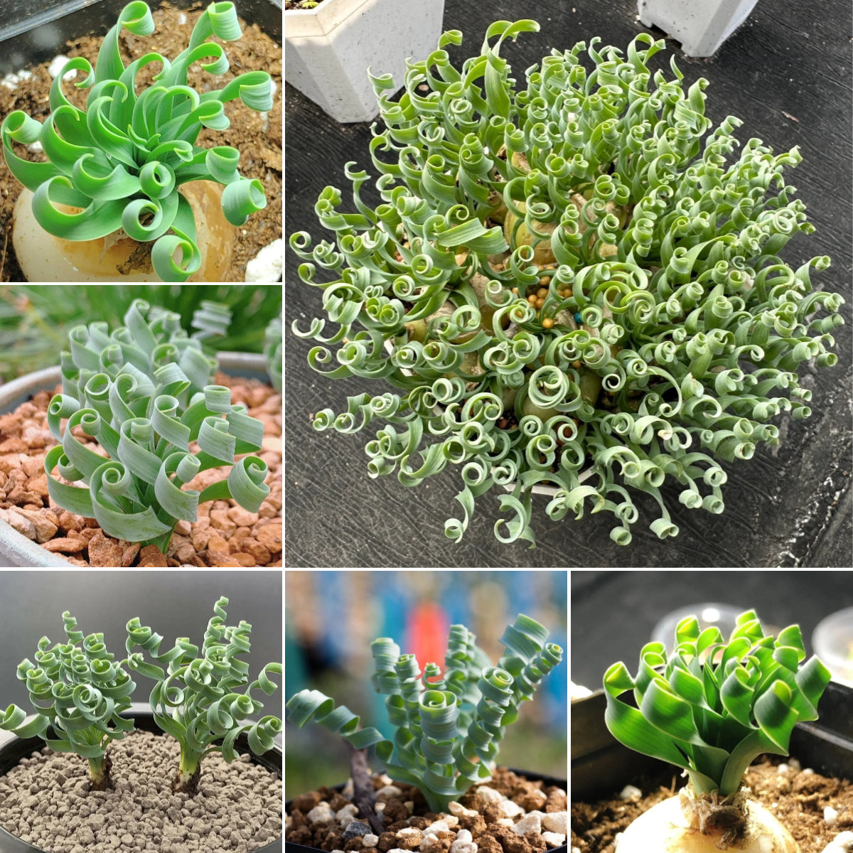 🌿Hierba Espiral - Curva y Bonita