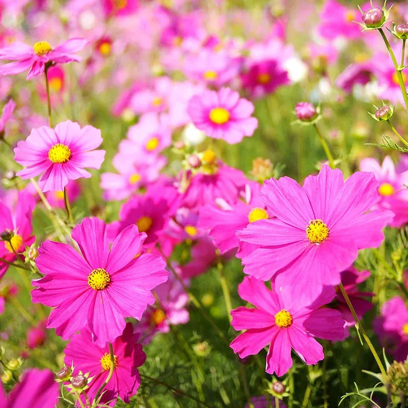 🌺Cosmos - Florecer Significa Felicidad y Suerte