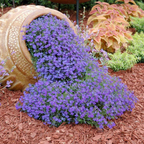 Semillas de Lobelia - Una de las mejores plantas para bordes