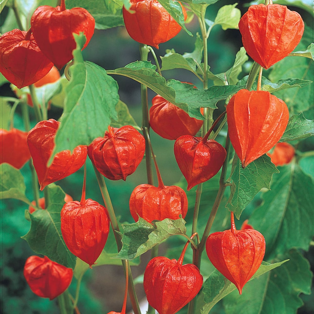 Semillas de Physalis Peruviana Golden Berry Semillas de Aguaymanto