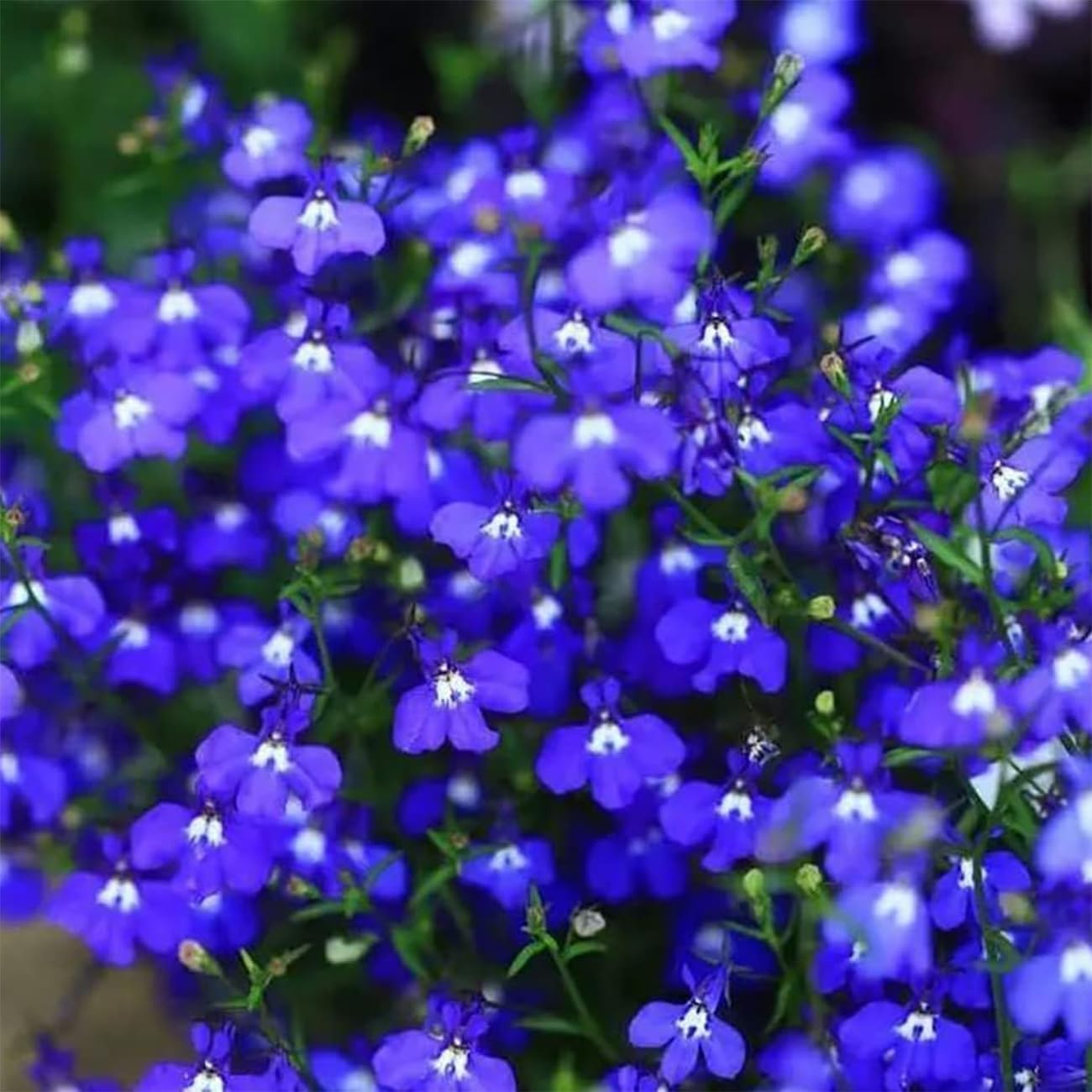 ✨Creeping Thyme Seeds for Four Seasons🏡Create Your Perfect Lawn Here🌼