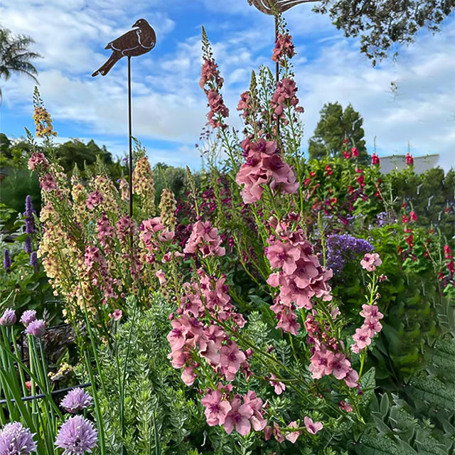 Verbascum Southern Charm Mezclado