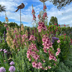Verbascum Southern Charm Mezclado