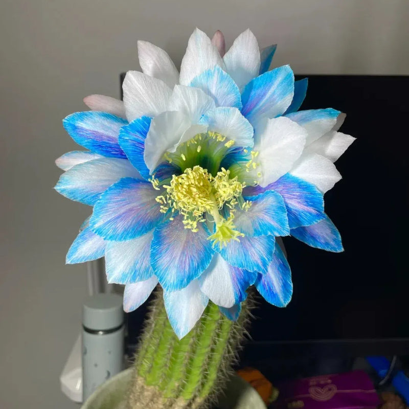 Mezcla de especies de cactus Echinopsis en floración 🌵🌸