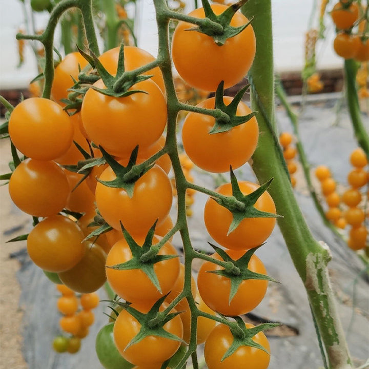 Semillas de tomate cherry amarillo Patio Choice