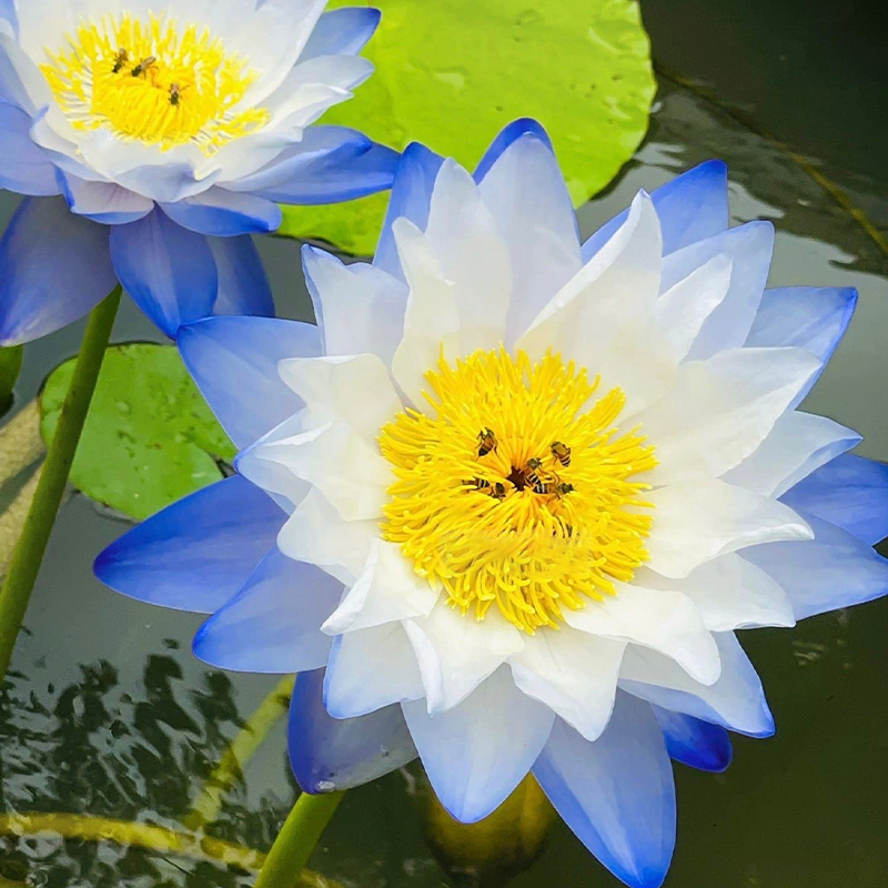 Nymphaea Gigantea Hook-Loto Gigante Australiano