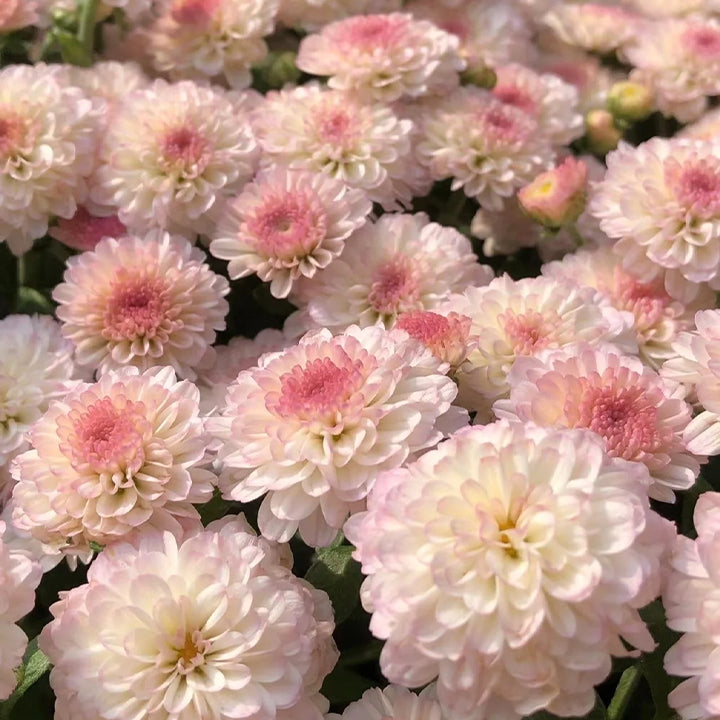 🌸Semillas de crisantemo de caramelo