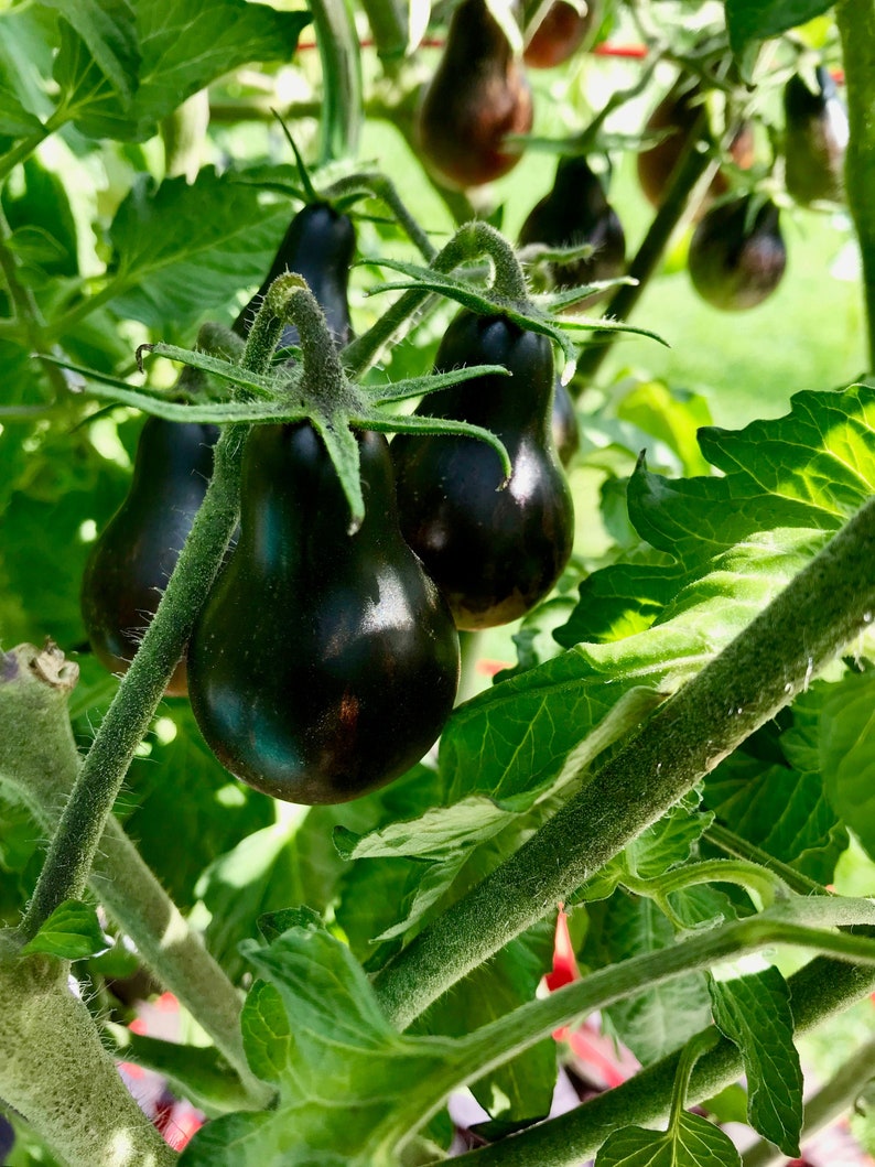 Semillas de tomate Blue Keyes • Cereza tipo pera, color antocianina oscuro • Polinización abierta • Variedad moderna