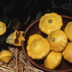 Semillas de calabacín Pattypan