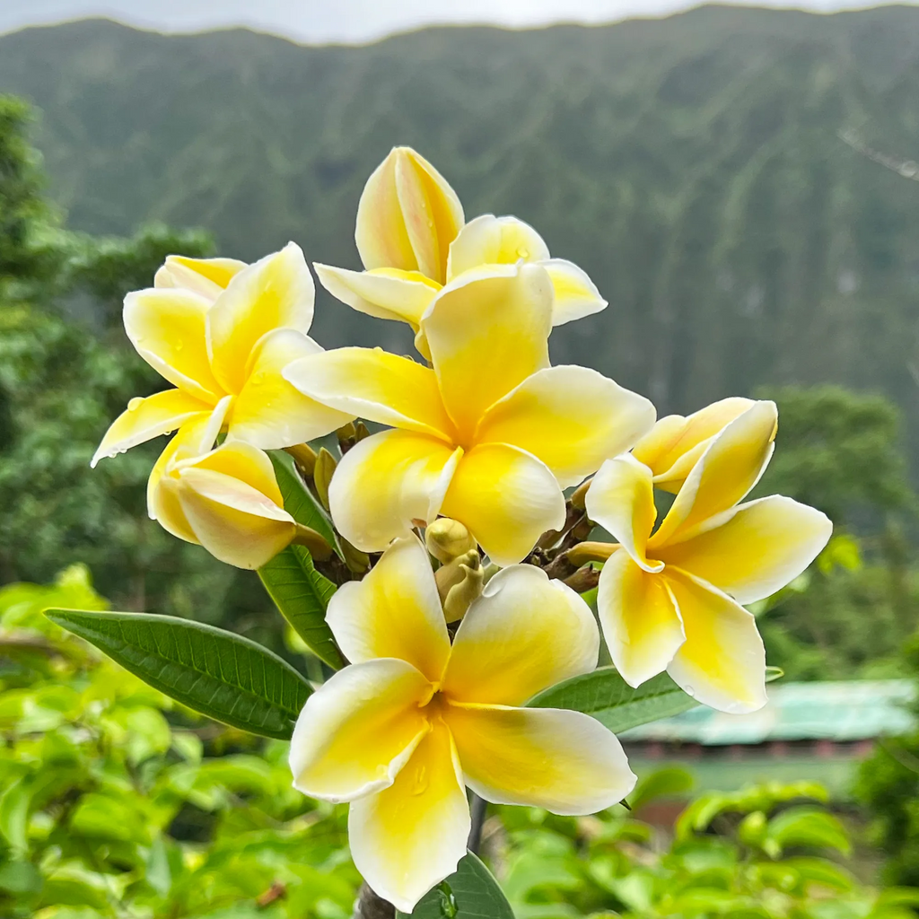 💛 ¡Semillas de Plumeria en oferta por tiempo limitado! Crea tu jardín de verano