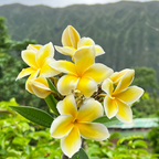 💛 ¡Semillas de Plumeria en oferta por tiempo limitado! Crea tu jardín de verano