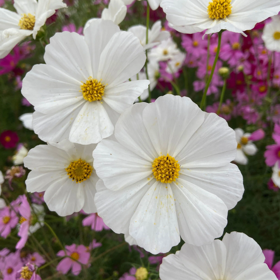 🌺Cosmos - Florecer Significa Felicidad y Suerte