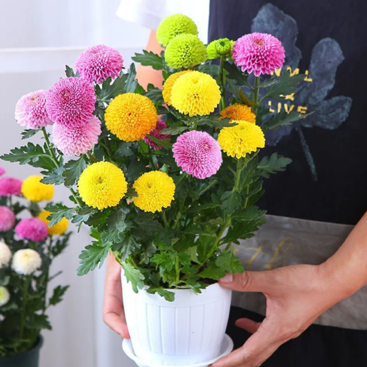 🏵️Semillas de Crisantemo Ping Pong Multicolor