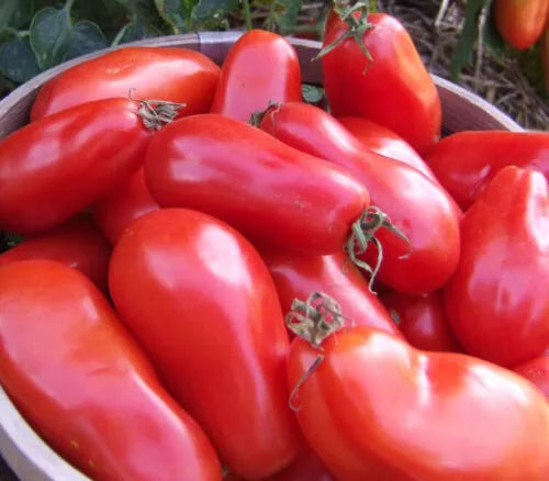 Non Gmo Tomato Red Banana Seeds