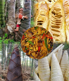Dragon Bamboo Seeds