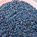 Egrow 50 unidades, 100 unidades/paquete de semillas de fruta Lonicera Caerulea para jardín, plantas de miel y arándanos