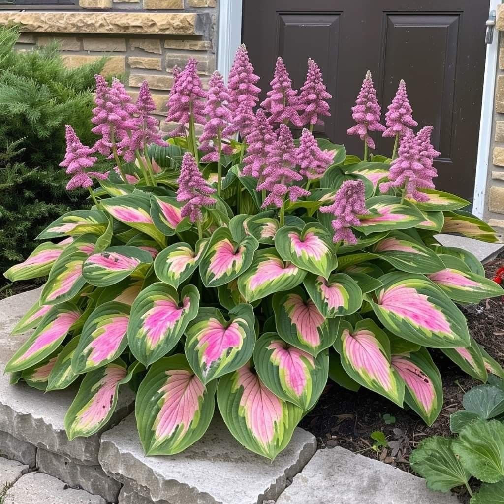 Hosta Magic 🌿Rare Hosta Seeds🌿
