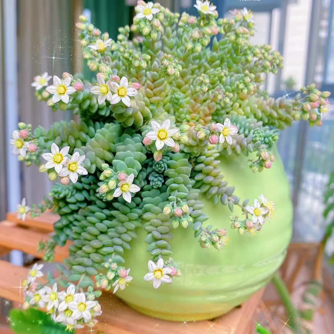Semillas de Suculentas Raras de Alta Gama - Sedum Dasyphyllum 'Major'
