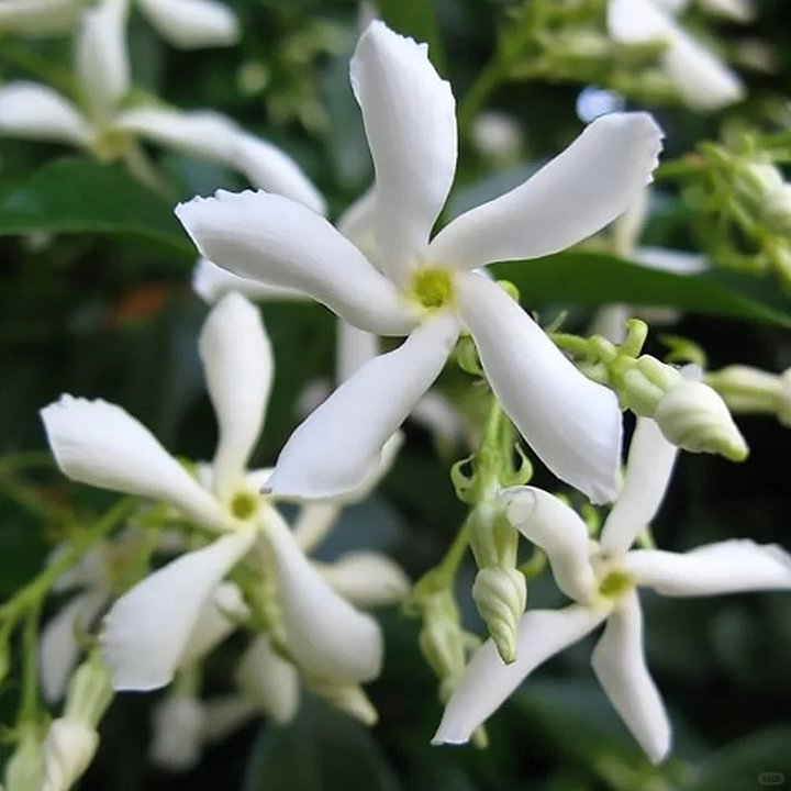 Semillas de Flores Mixtas para Trepar - Más de 30 variedades mezcladas