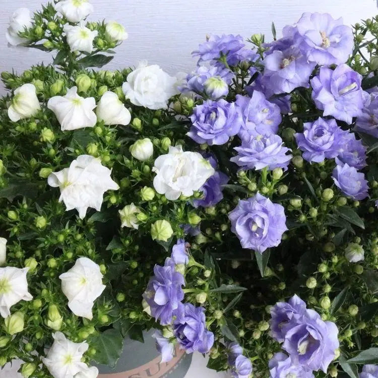 Semillas de Campanilla Doble