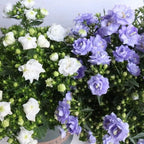Semillas de Campanilla Doble