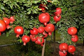 Cuatro Semillas Mixtas de Frutas Rojas Frescas