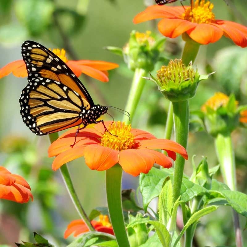 Mezcla de semillas de flores silvestres para mariposa monarca