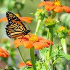 Mezcla de semillas de flores silvestres para mariposa monarca