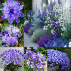 💜 Semillas de flores mezcladas azules y moradas