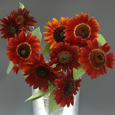 Girasol Infrarrojo Mix F1