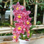 🌸Orquídea de leopardo con gemas - Bella y única