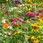Mezcla de semillas de flores silvestres para mariposa monarca