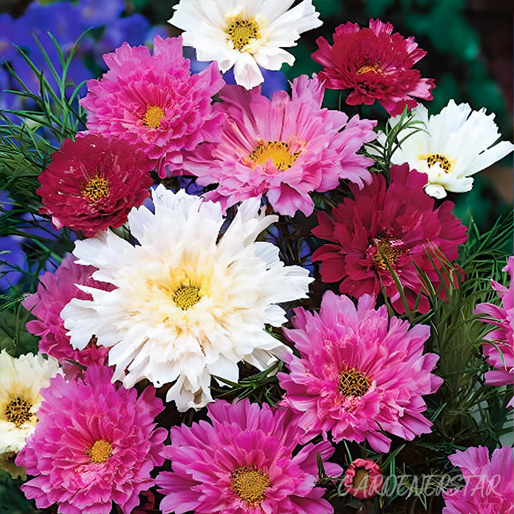 🌸Semillas de Cosmos Doble-Flor de la Felicidad