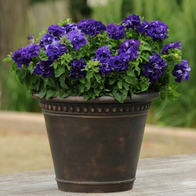 Semillas de Petunia Doble Cascada Duo Azul F1 - Petunia x hybrida