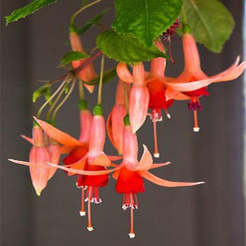 Semillas de flores de fucsia, semillas de flores de linterna, semillas de flores bonsái