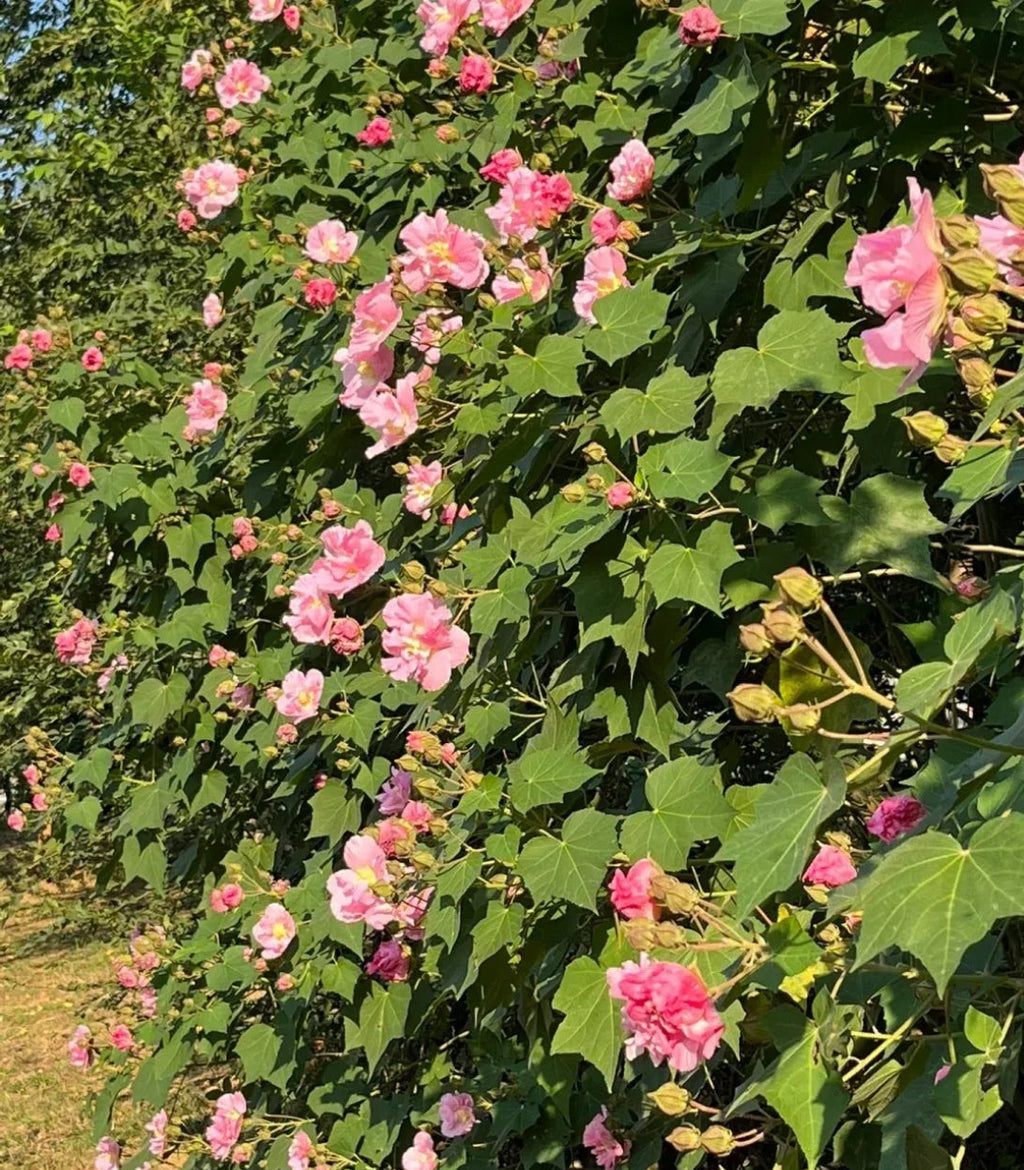 🌸Hibisco Borracho - Cambia de Color Tres Veces al Día