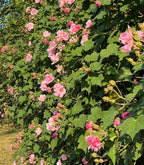 🌸Hibisco Borracho - Cambia de Color Tres Veces al Día