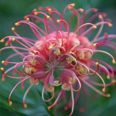 FLOR DE ARAÑA ROSA - GREVILLEA SP. - SEMILLAS DE 'PLANTAS' RARAS