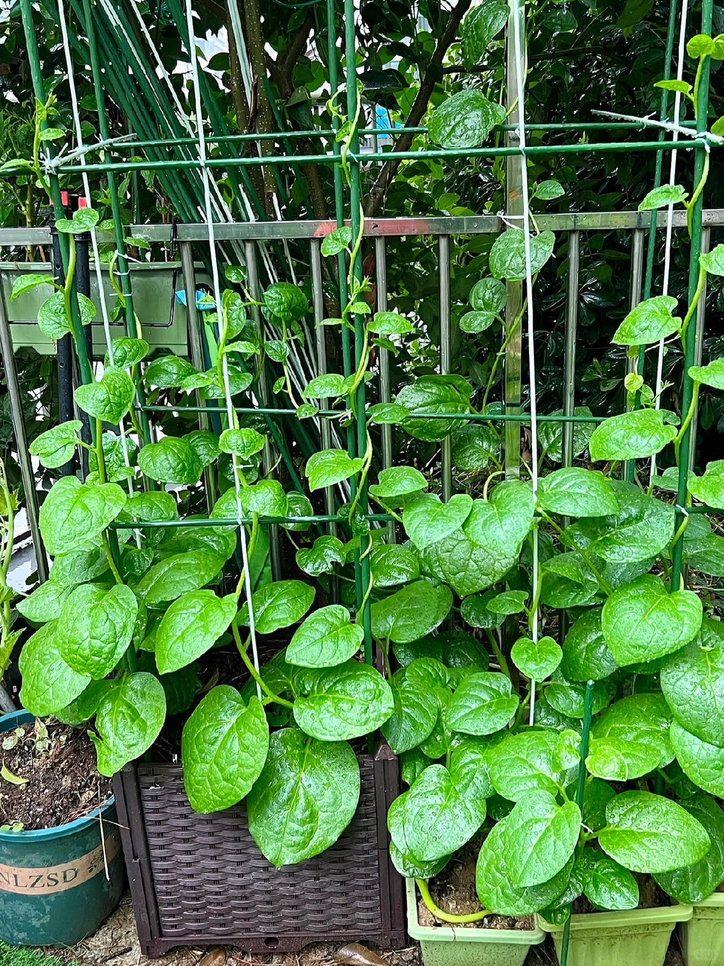 Basella Alba Seeds