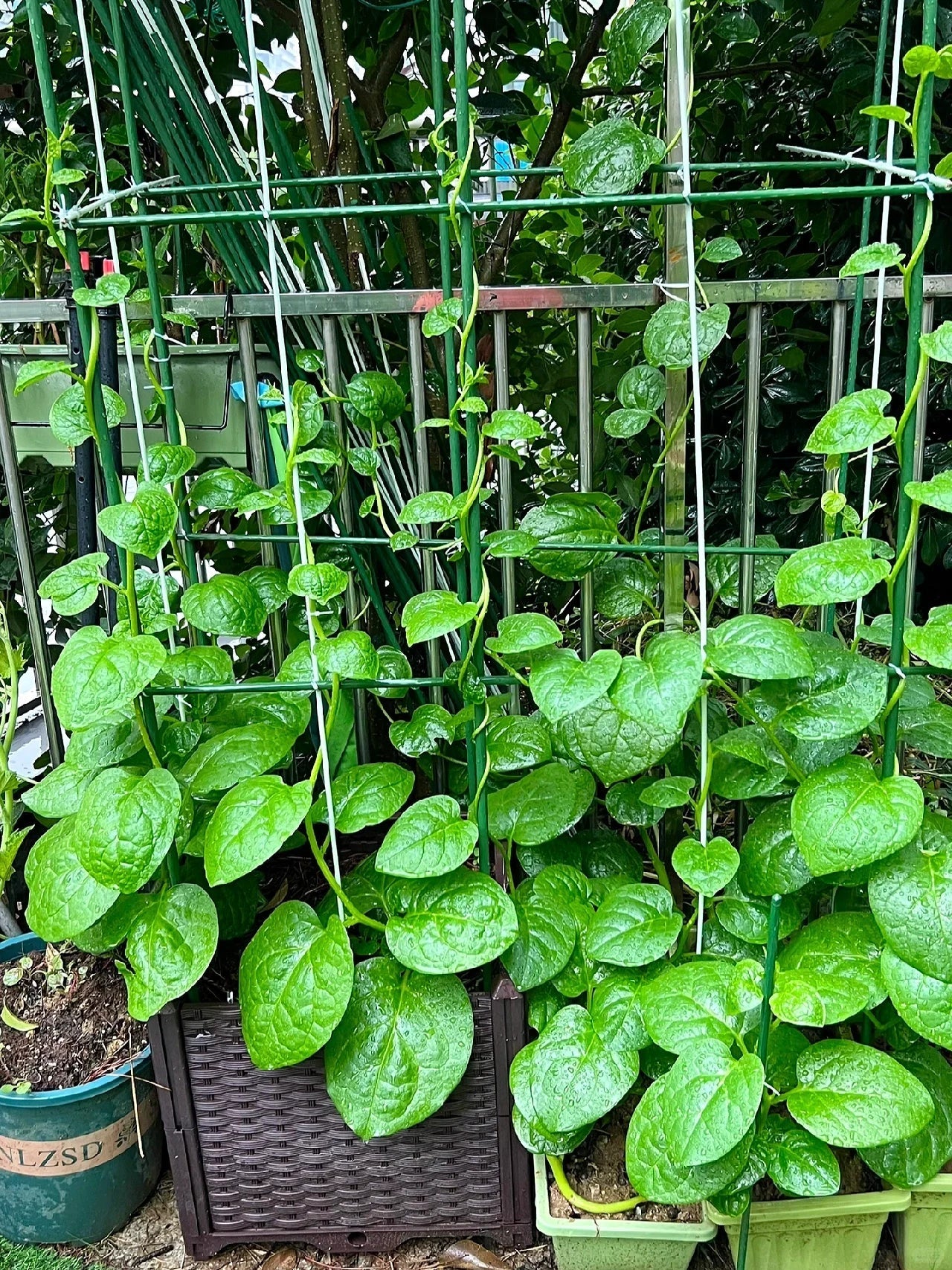 Basella Alba Seeds