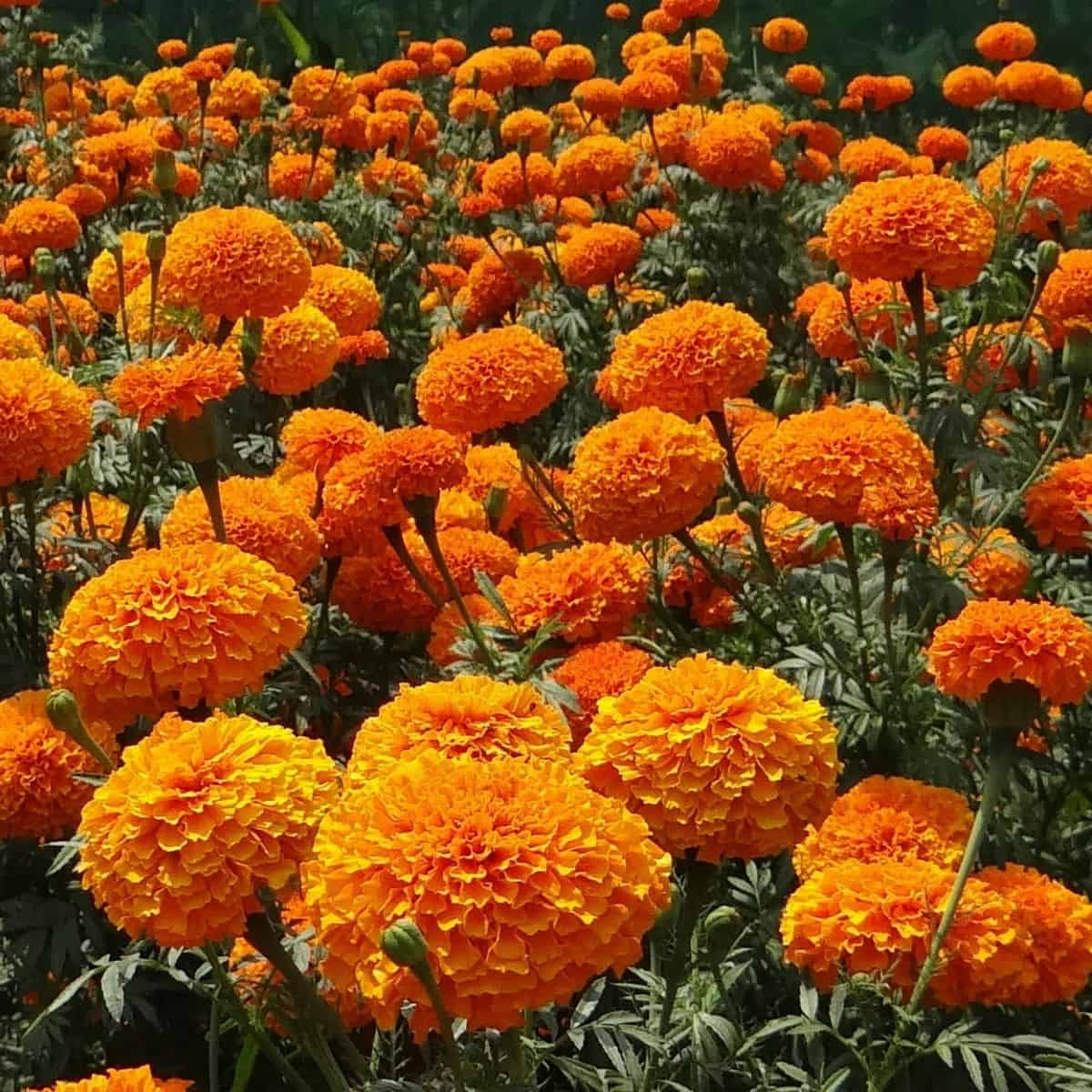 🌸Colorful Marigold Seeds
