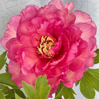 🌺Peonia - El amor te rodea