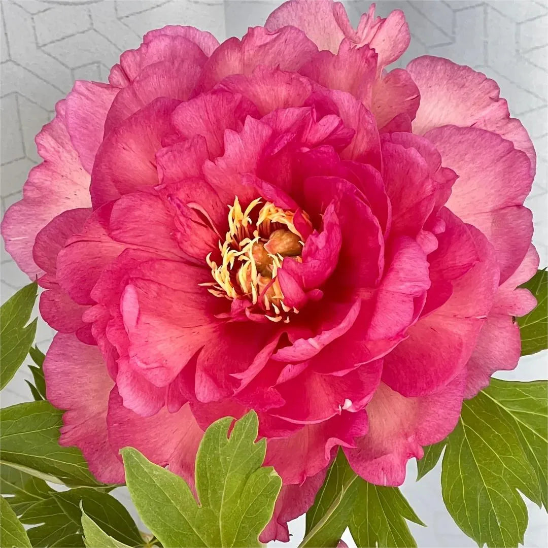 🌺Peonia - El amor te rodea