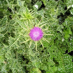 Milk Thistle Seeds