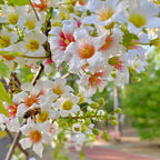 Xanthoceras Sorbifolia, Semillas de la Flor del Árbol de la Lluvia